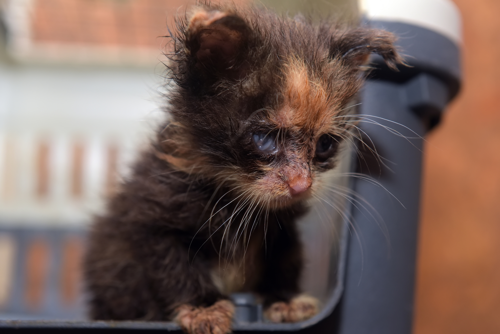 Little dirty kitten with eye disease due to infection in the shelter